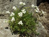 Draba ussuriensis