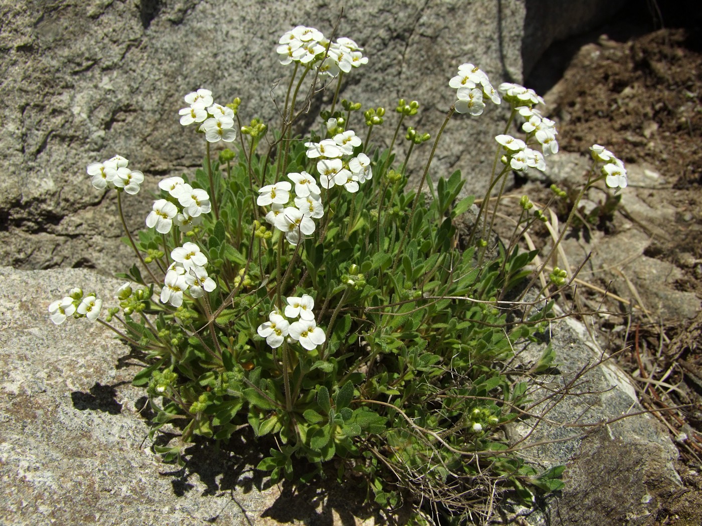 Изображение особи Draba ussuriensis.