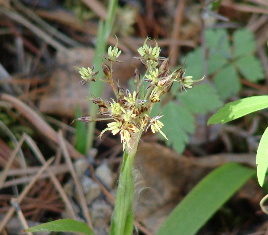 Image of Luzula pilosa specimen.