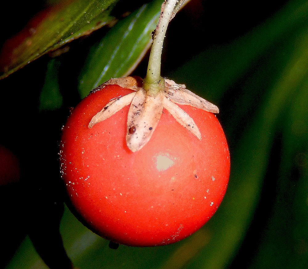 Изображение особи Ruscus colchicus.