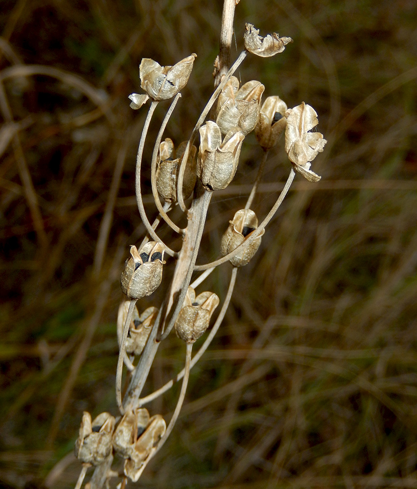 Изображение особи Ornithogalum ponticum.