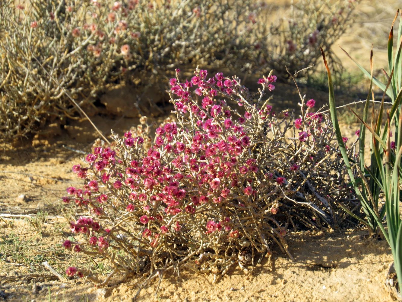 Изображение особи Anabasis articulata.