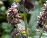 Nepeta cataria. Часть соплодия. Новосибирск. 27.09.2009.