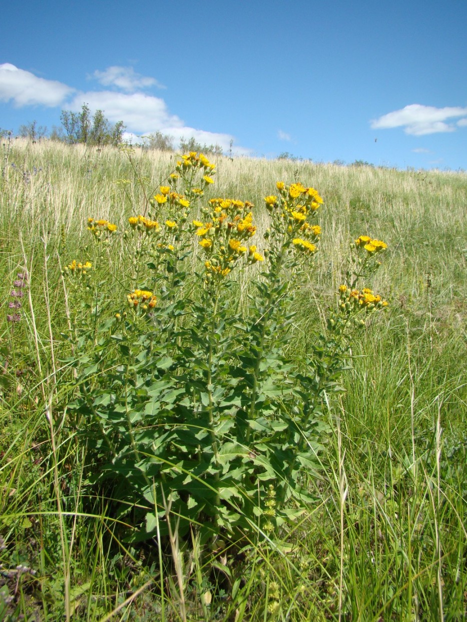 Изображение особи Hieracium robustum.