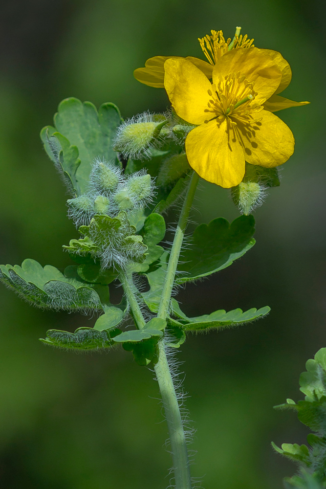 Изображение особи Chelidonium majus.