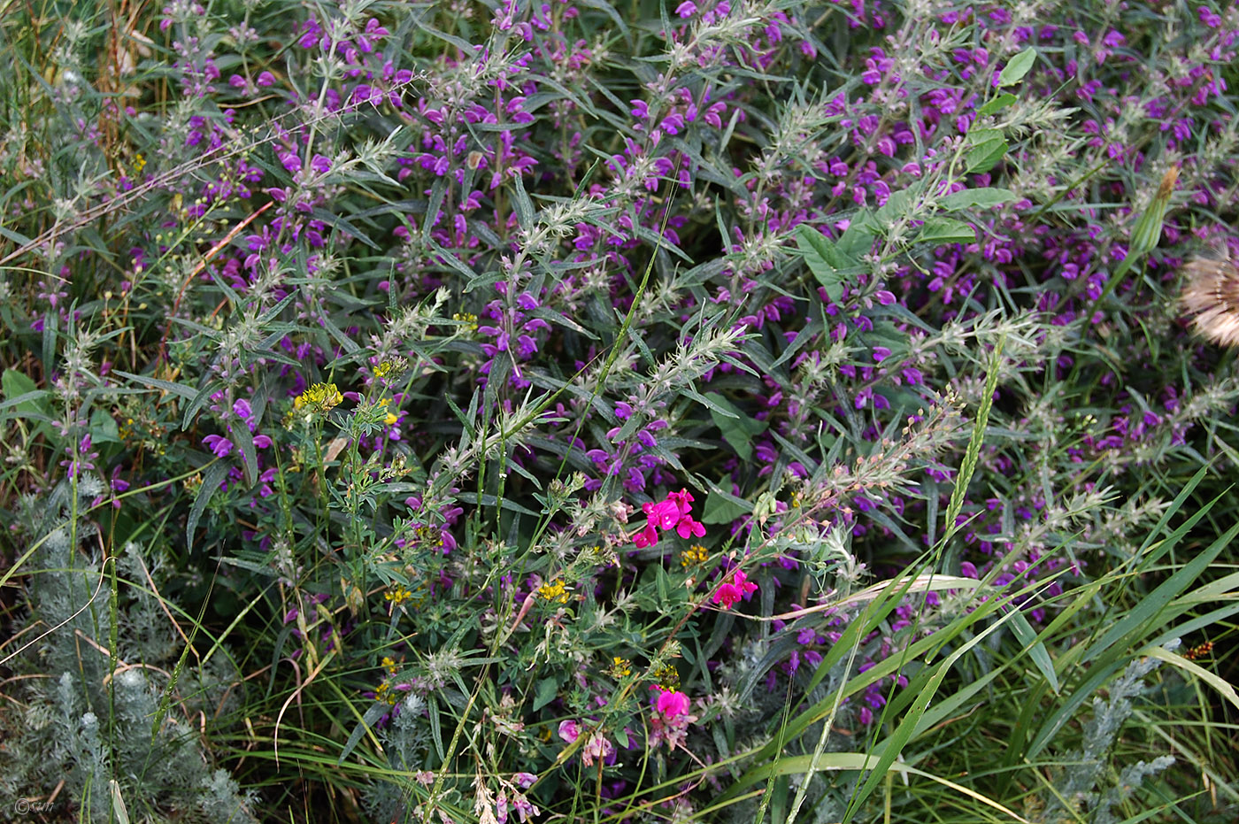 Image of Phlomis pungens specimen.