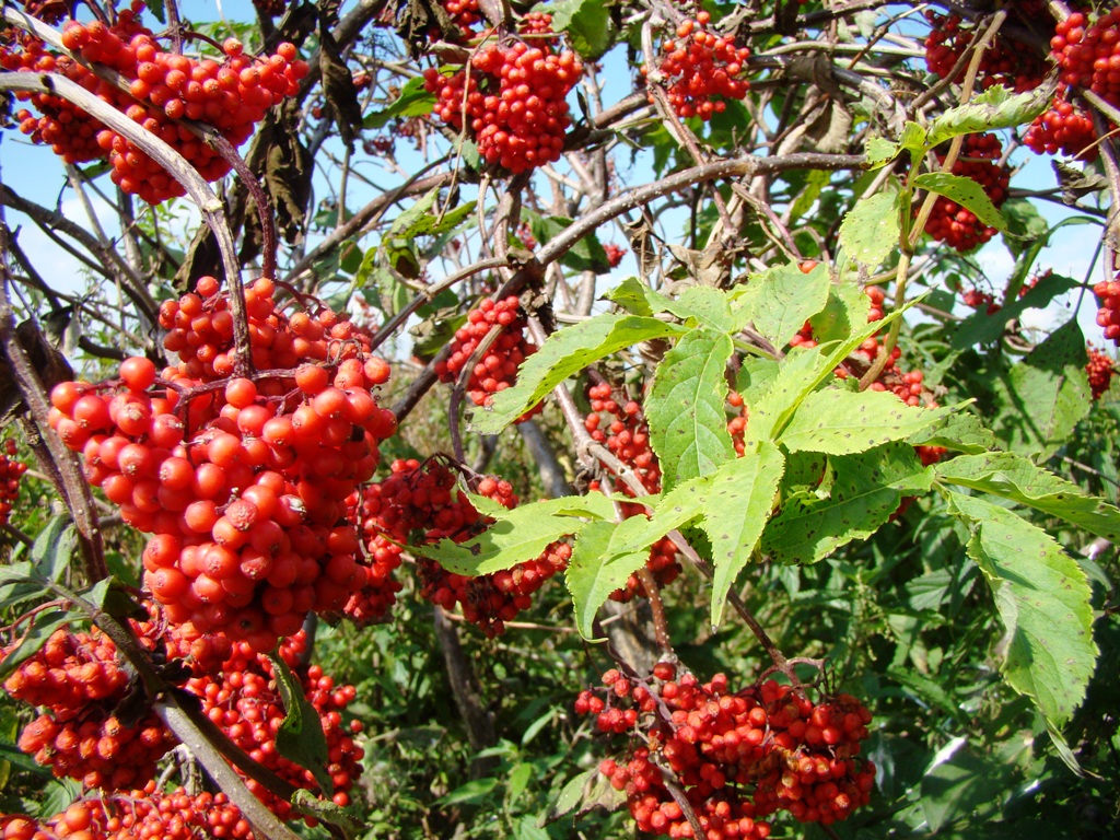 Изображение особи Sambucus racemosa.