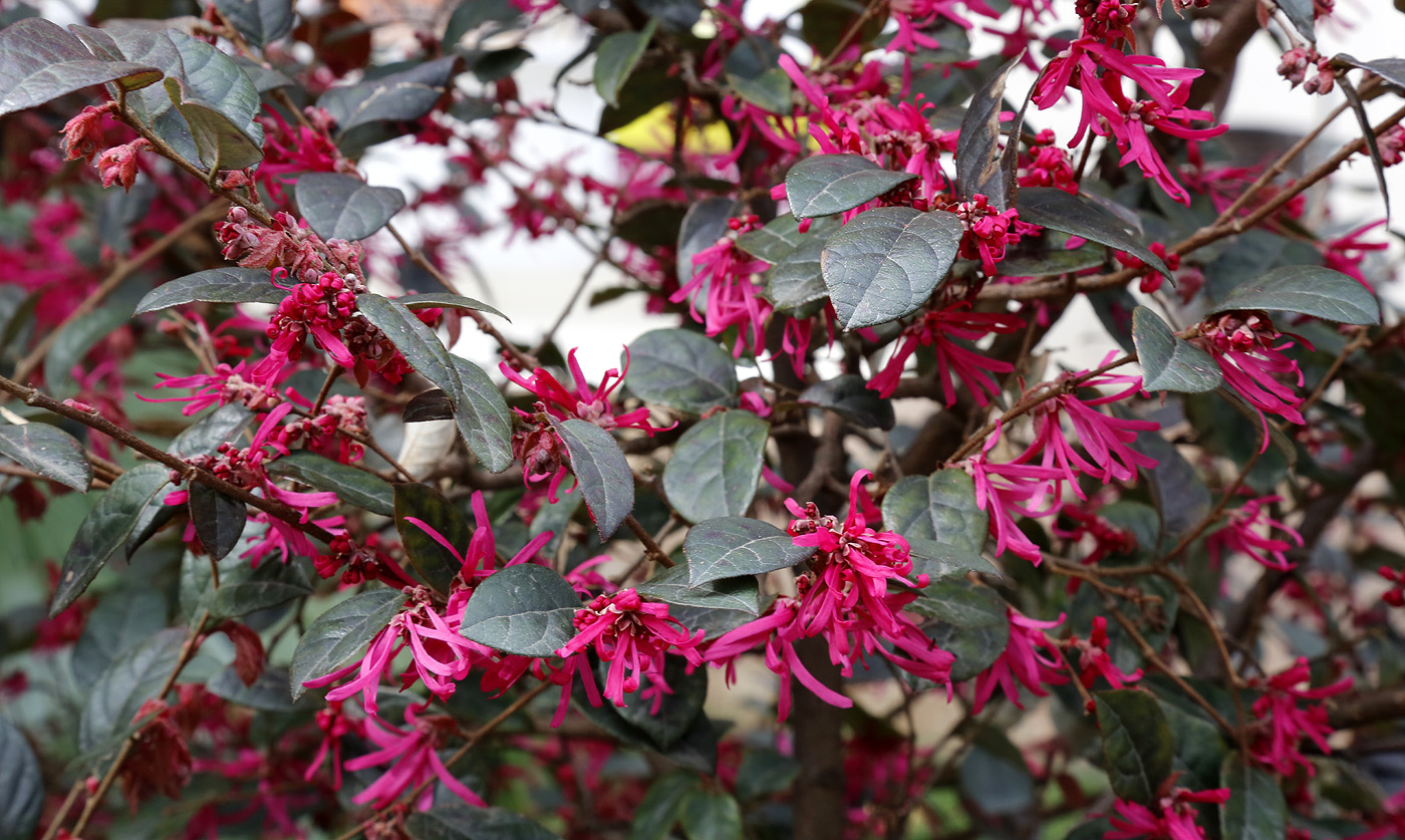 Image of Loropetalum chinense var. rubrum specimen.