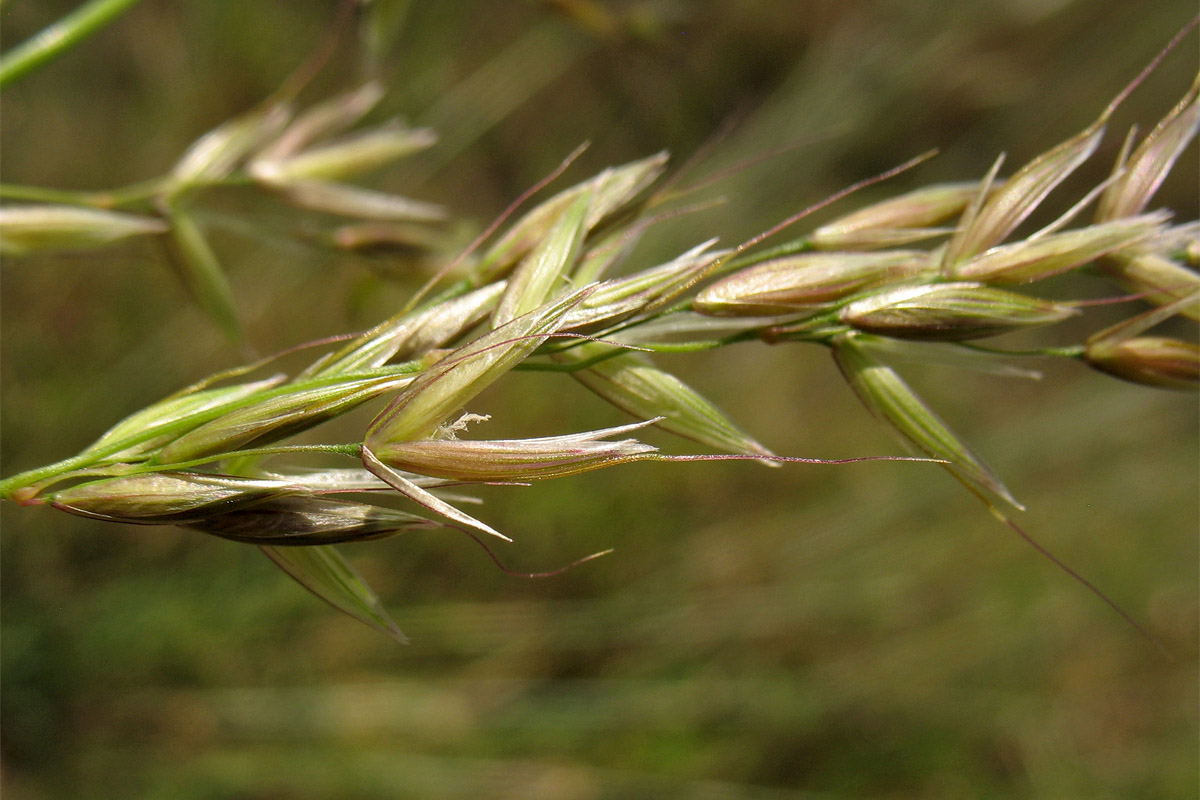 Image of Arrhenatherum elatius specimen.