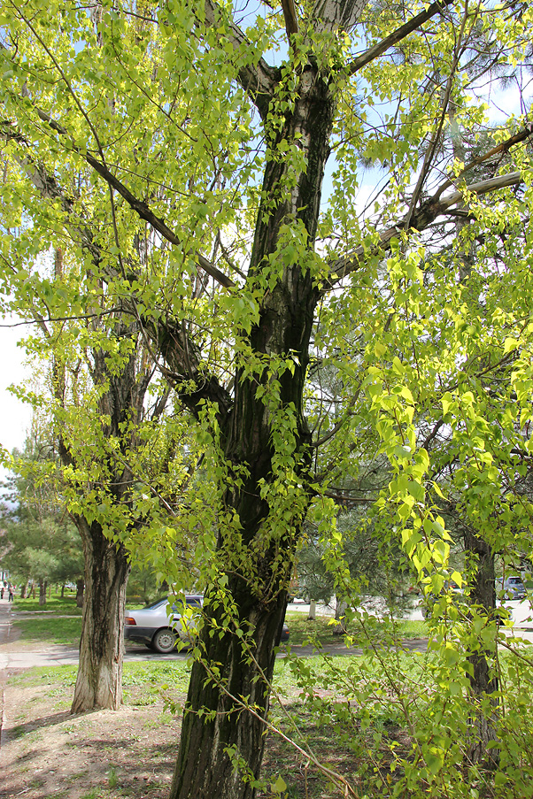 Изображение особи Populus nigra.