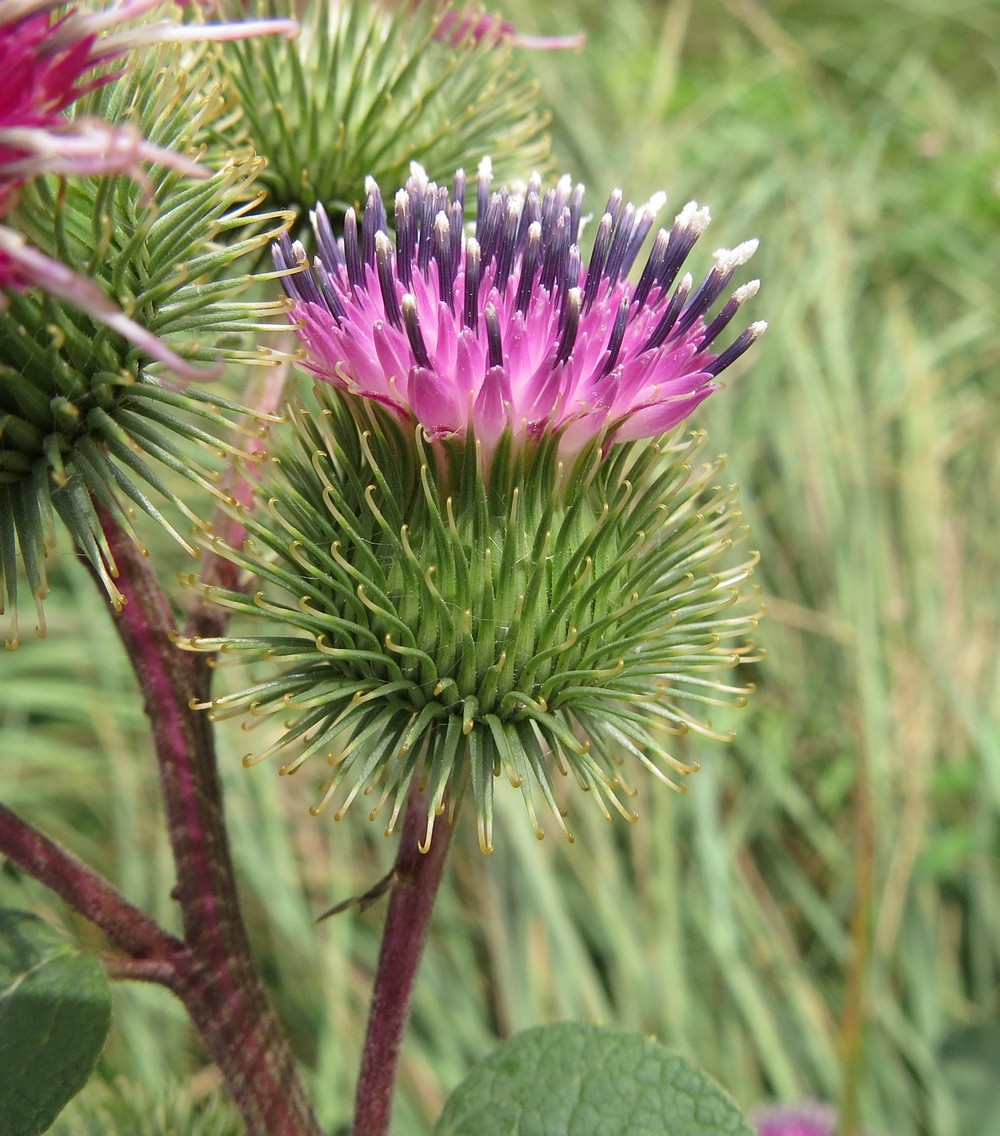 Image of Arctium lappa specimen.