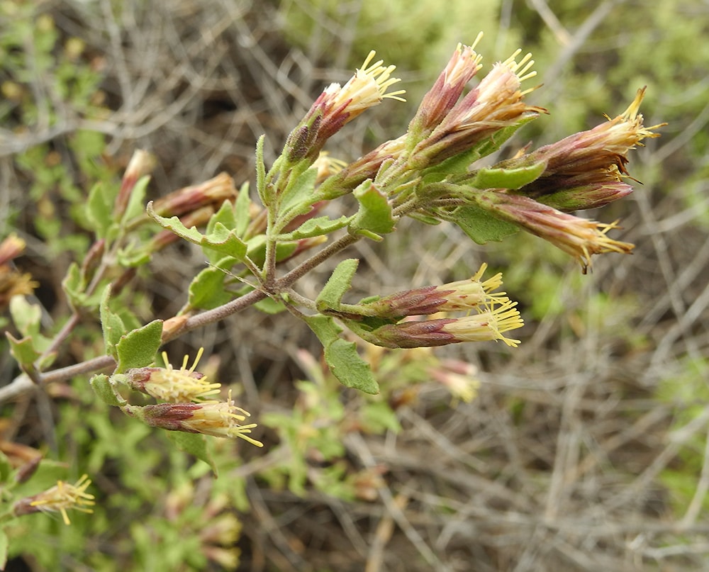 Изображение особи Austrobrickellia patens.