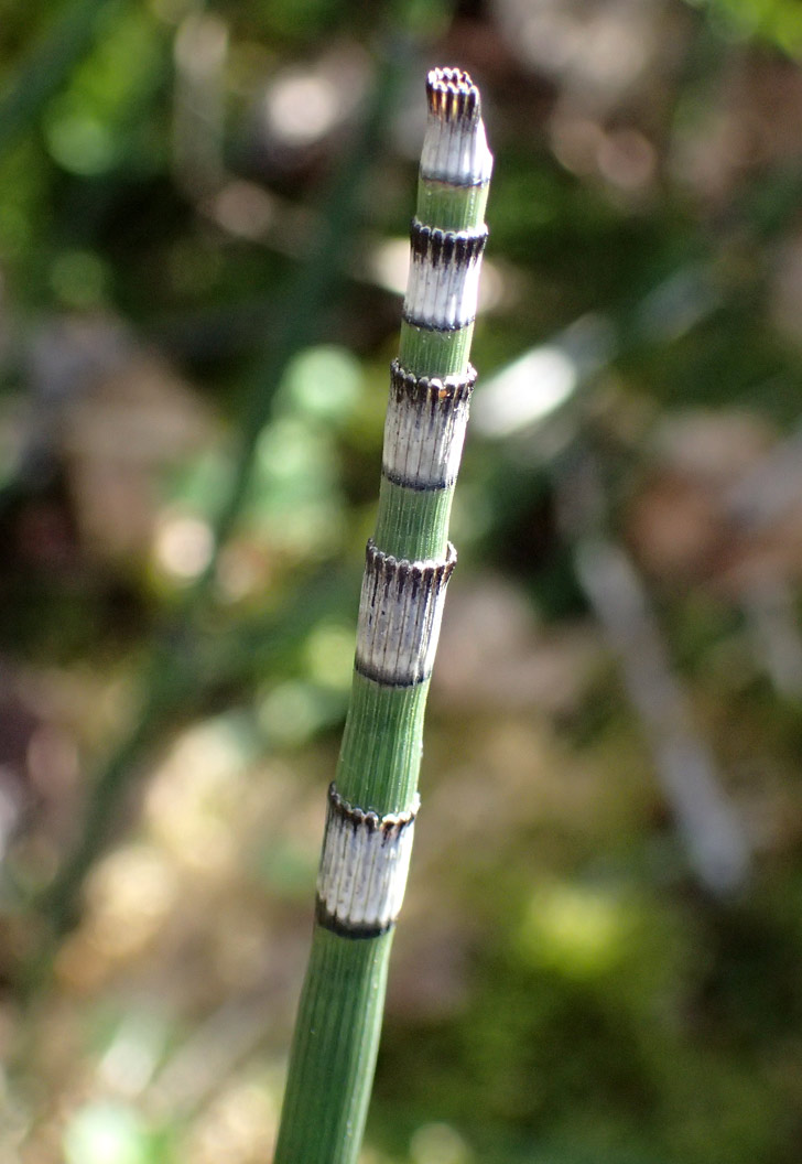 Изображение особи Equisetum hyemale.