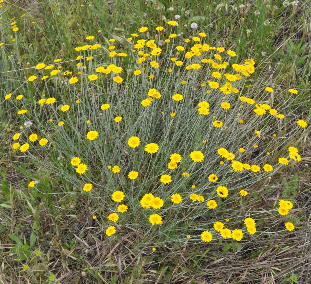 Image of Anthemis tinctoria specimen.