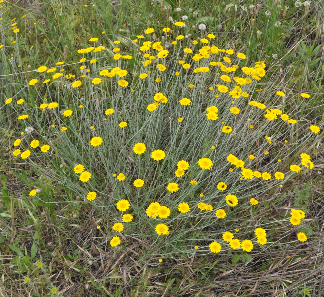 Изображение особи Anthemis tinctoria.