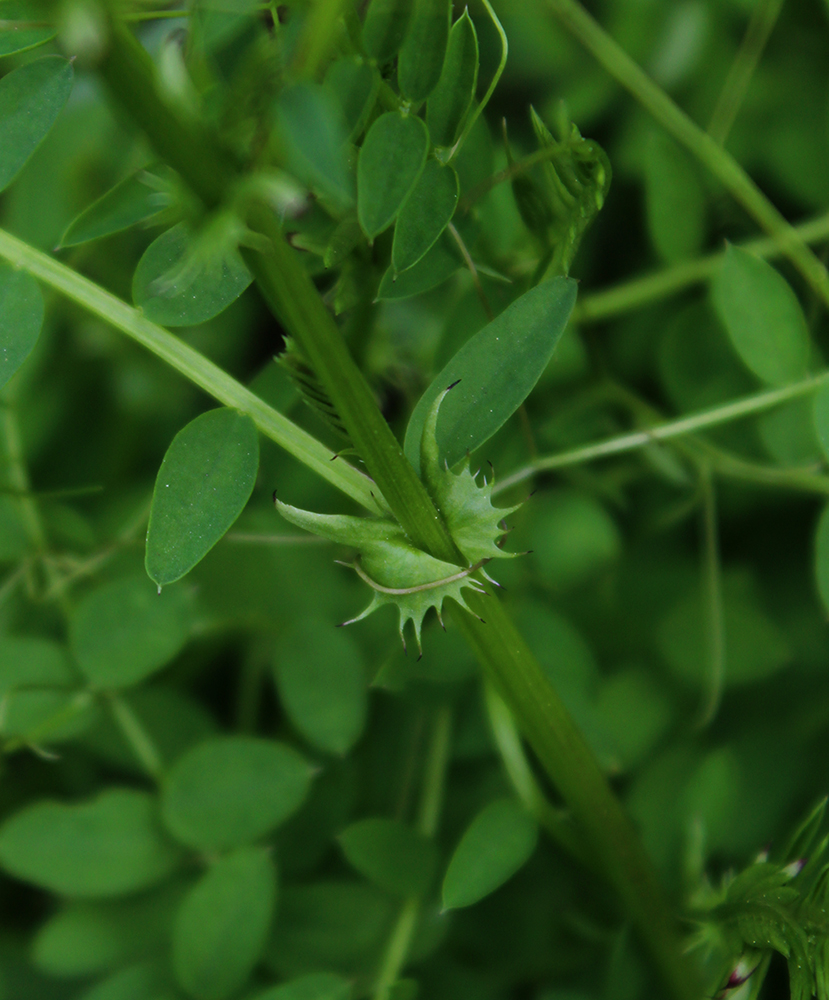Image of Vicia sylvatica specimen.
