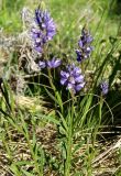 Polygala hybrida