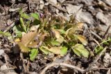 Polygala amarella