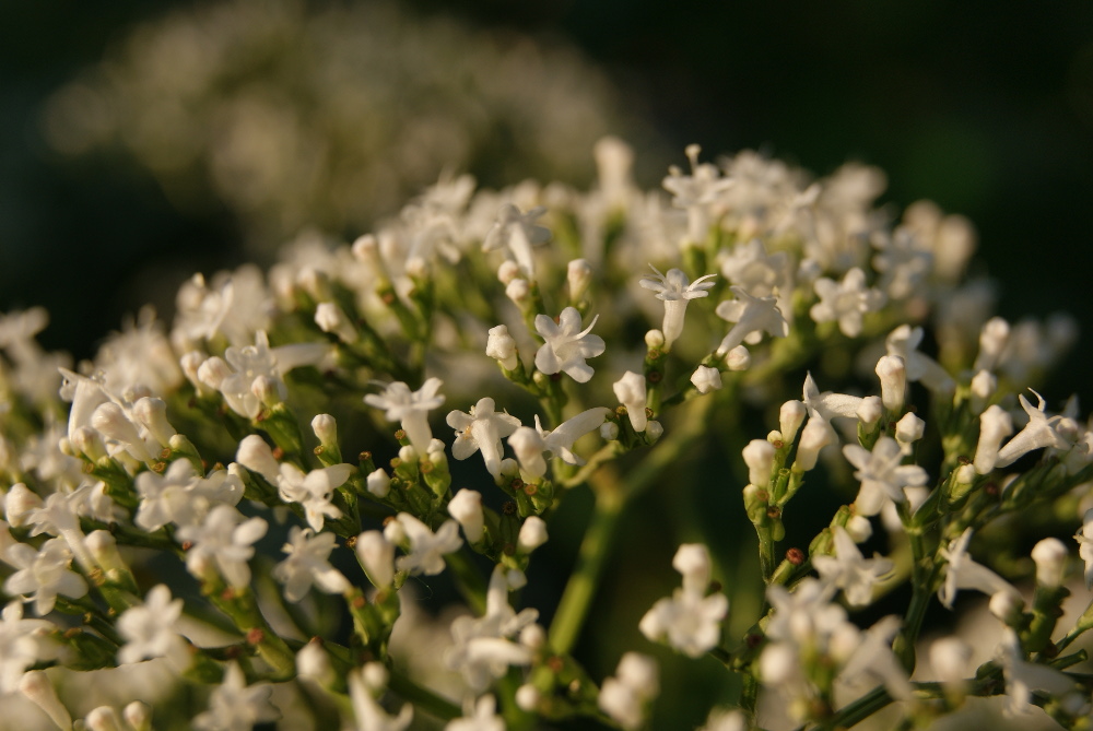 Изображение особи род Valeriana.