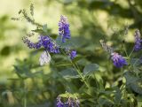 Vicia unijuga