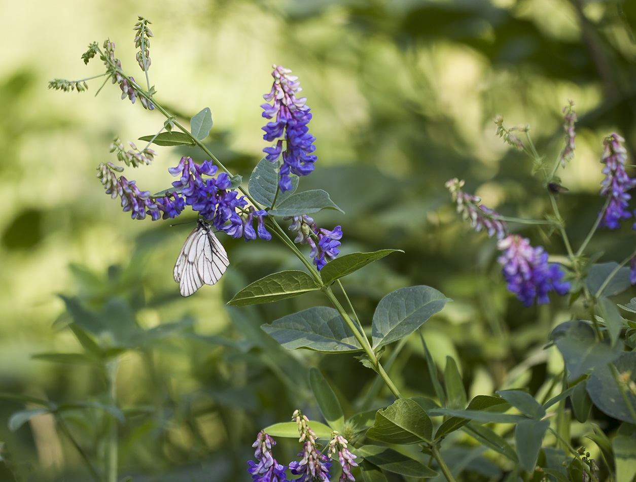 Изображение особи Vicia unijuga.