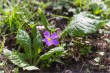 Primula vulgaris. Цветущее растение. Грузия, г. Боржоми, Центральный парк Боржоми, широколиственный лес с примесью Picea. 01.05.2017.