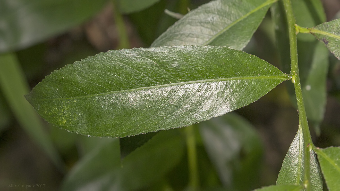 Image of genus Salix specimen.