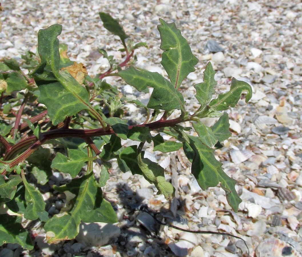 Image of Oxybasis glauca specimen.