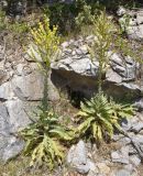 Verbascum speciosum