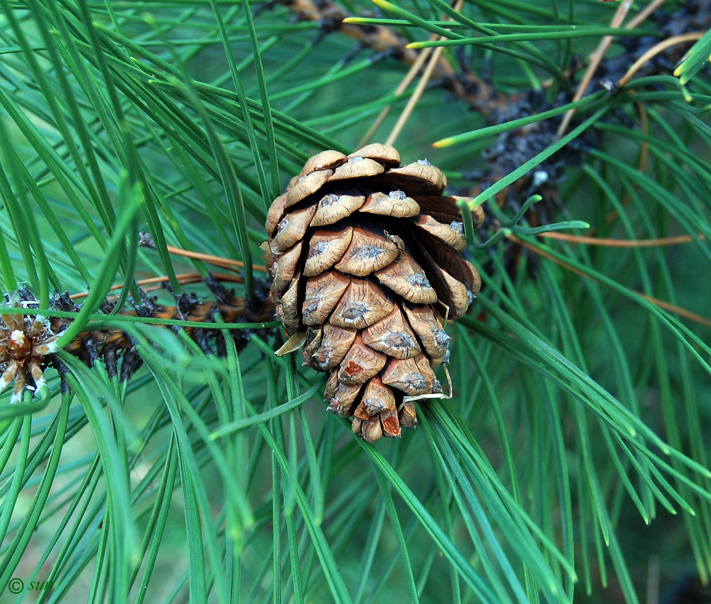 Image of Pinus pallasiana specimen.