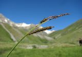 род Carex