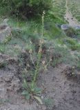 Verbascum × ignescens