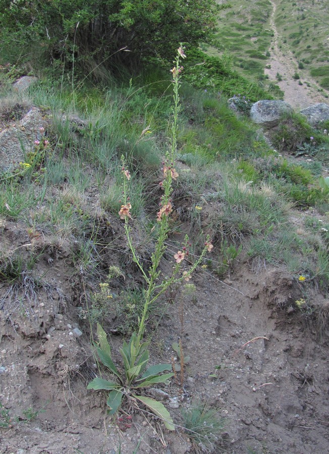 Изображение особи Verbascum &times; ignescens.