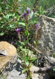 Gentianella caucasea