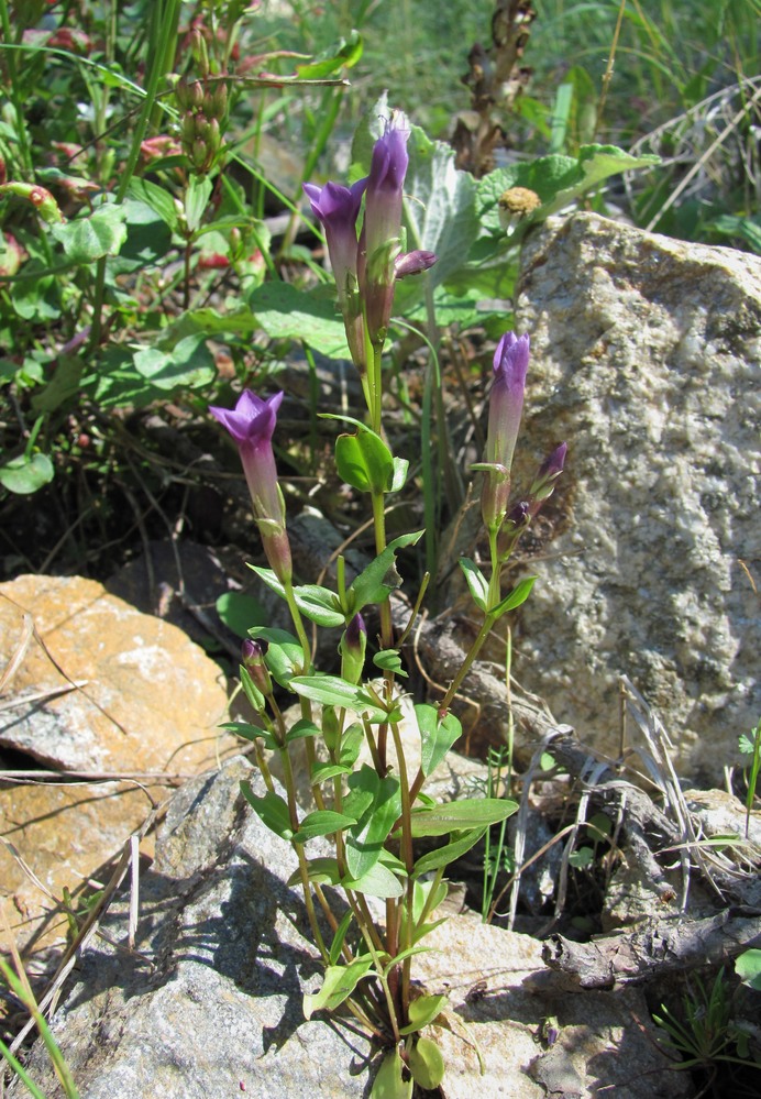 Image of Gentianella caucasea specimen.