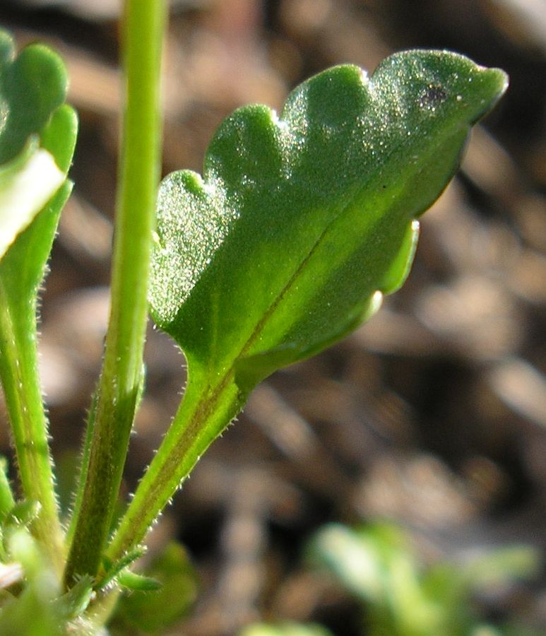 Image of Viola lavrenkoana specimen.