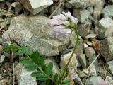 Astragalus boreomarinus. Верхушка цветущего побега и лист. Магаданская обл., Ольский р-н, окр. пос. Атарган, крутой каменистый склон со скальными выходами. 07.07.2017.