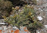 Cousinia sarawschanica. Цветущее растение. Таджикистан, Фанские горы, перевал Лаудан, ≈ 3600 м н.у.м., каменистый сухой склон. 04.08.2017.