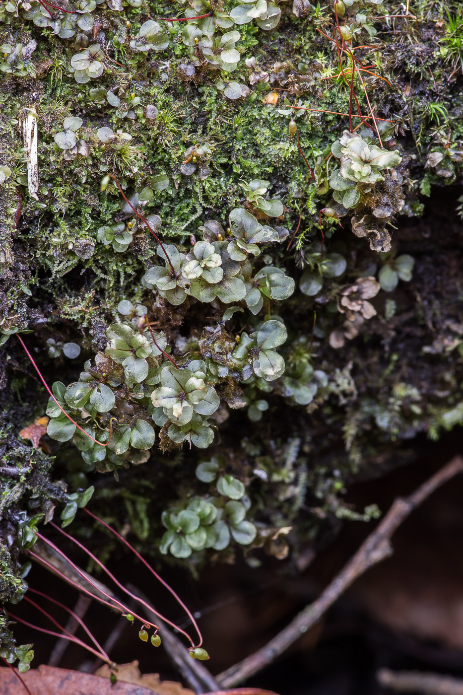 Изображение особи Rhizomnium pseudopunctatum.