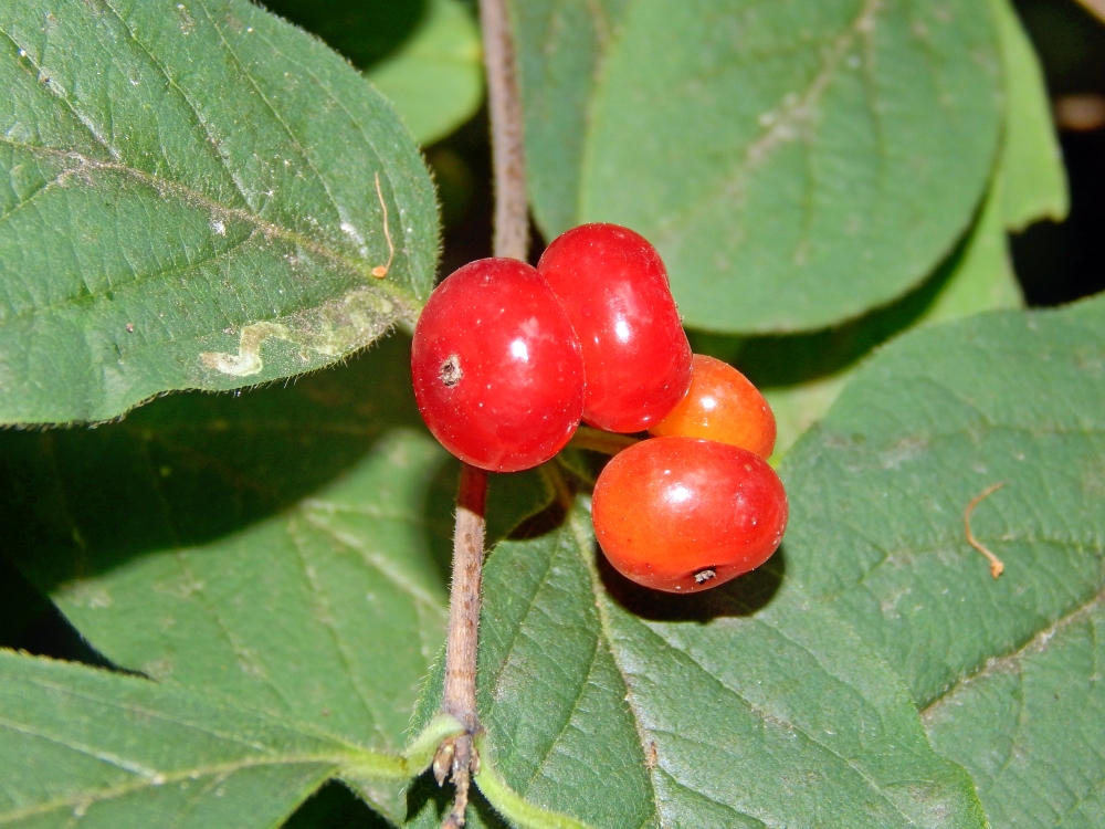 Image of Lonicera xylosteum specimen.