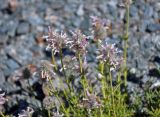 Nepeta podostachys