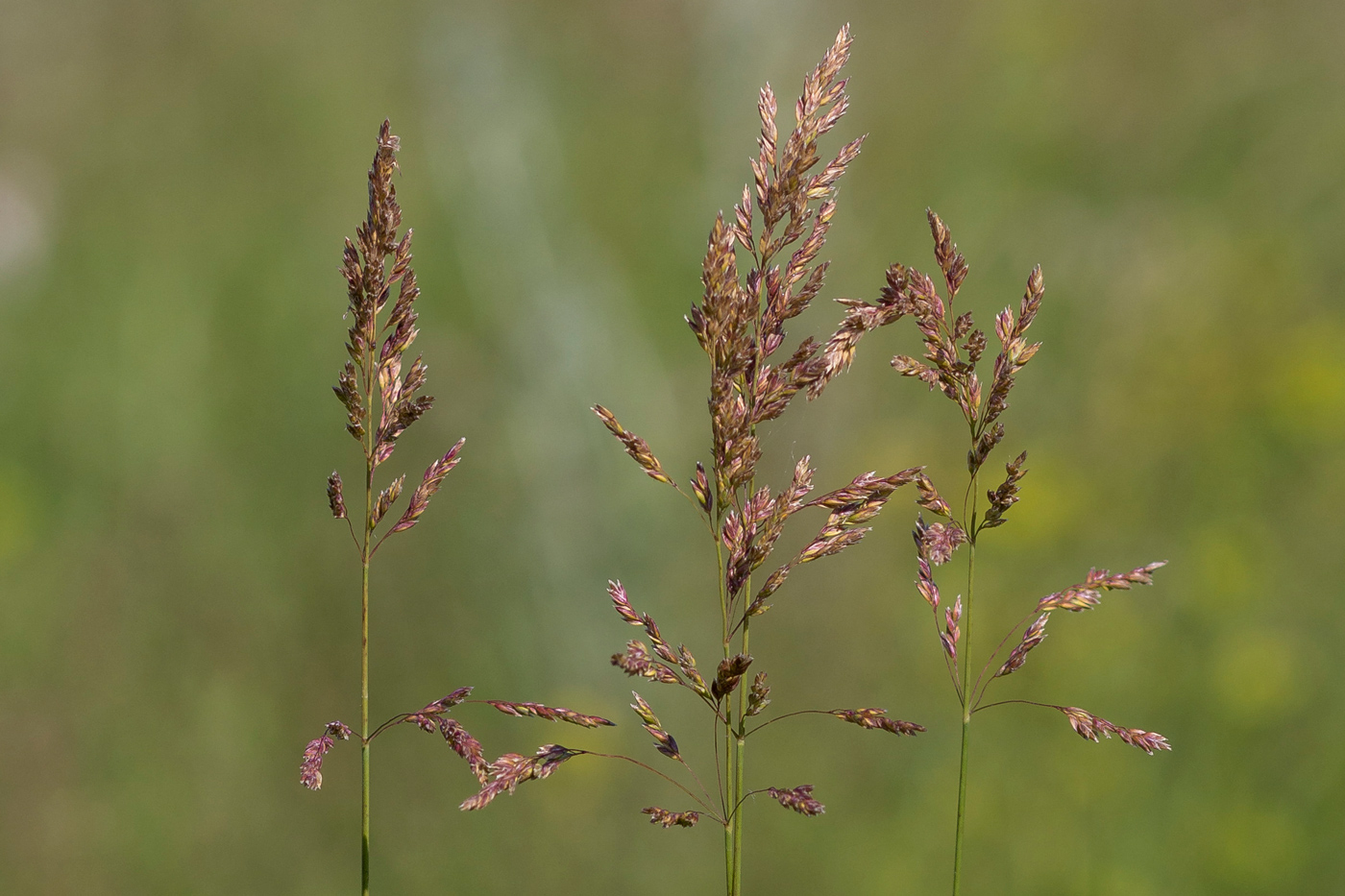 Image of genus Poa specimen.