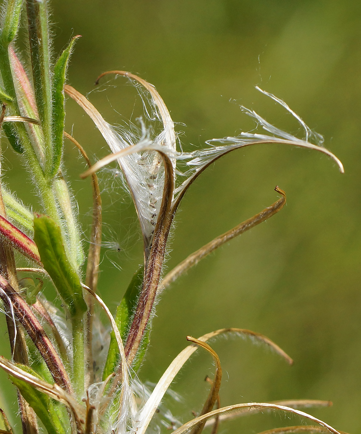 Изображение особи Epilobium villosum.