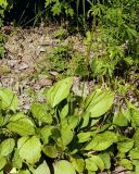 Plantago major. Цветущее растение. Амурская обл., Бурейский р-н, окр. пос. Малиновка. 17.07.2016.