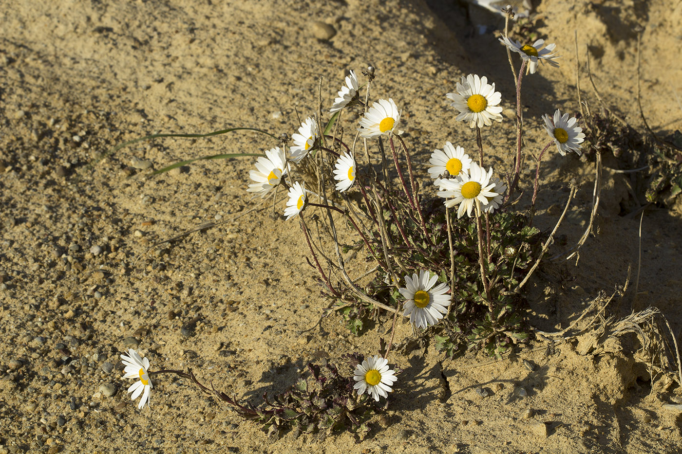 Изображение особи Arctanthemum arcticum.