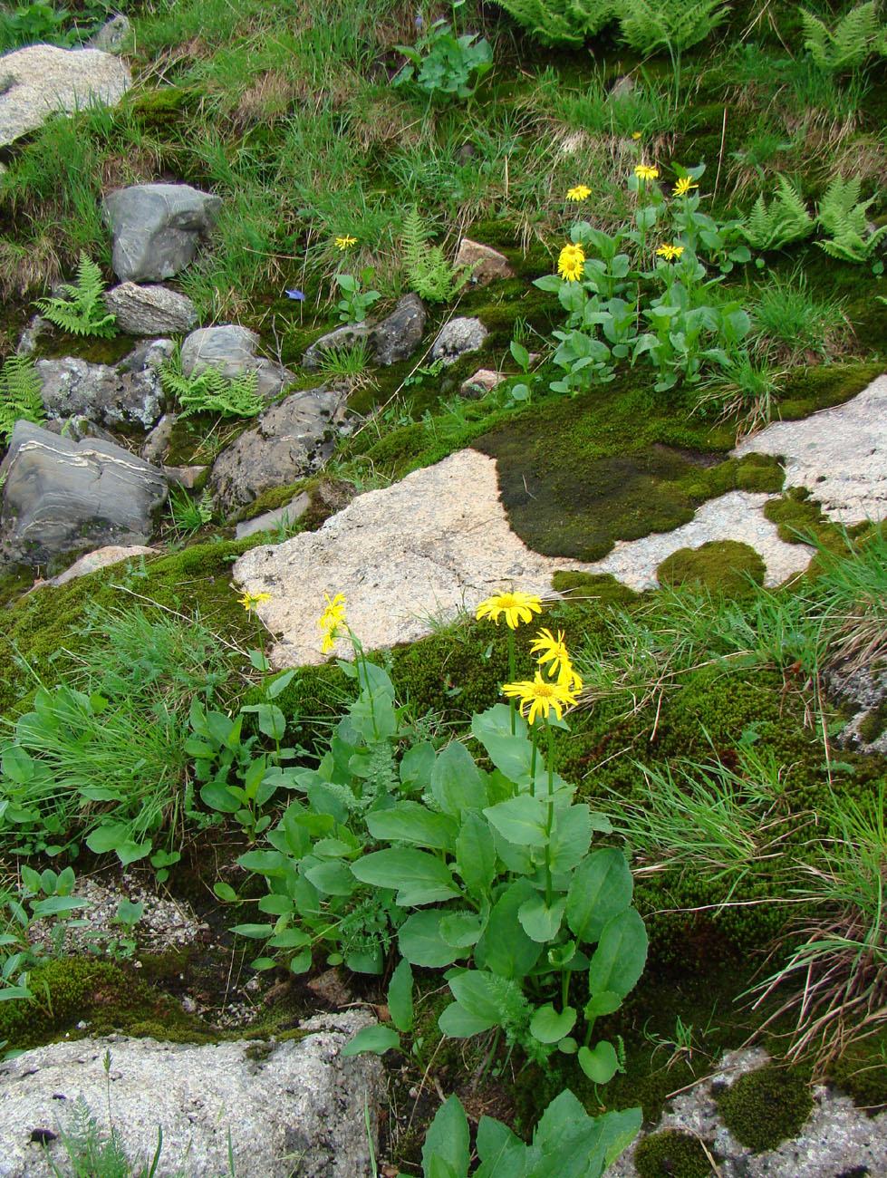 Image of Doronicum altaicum specimen.