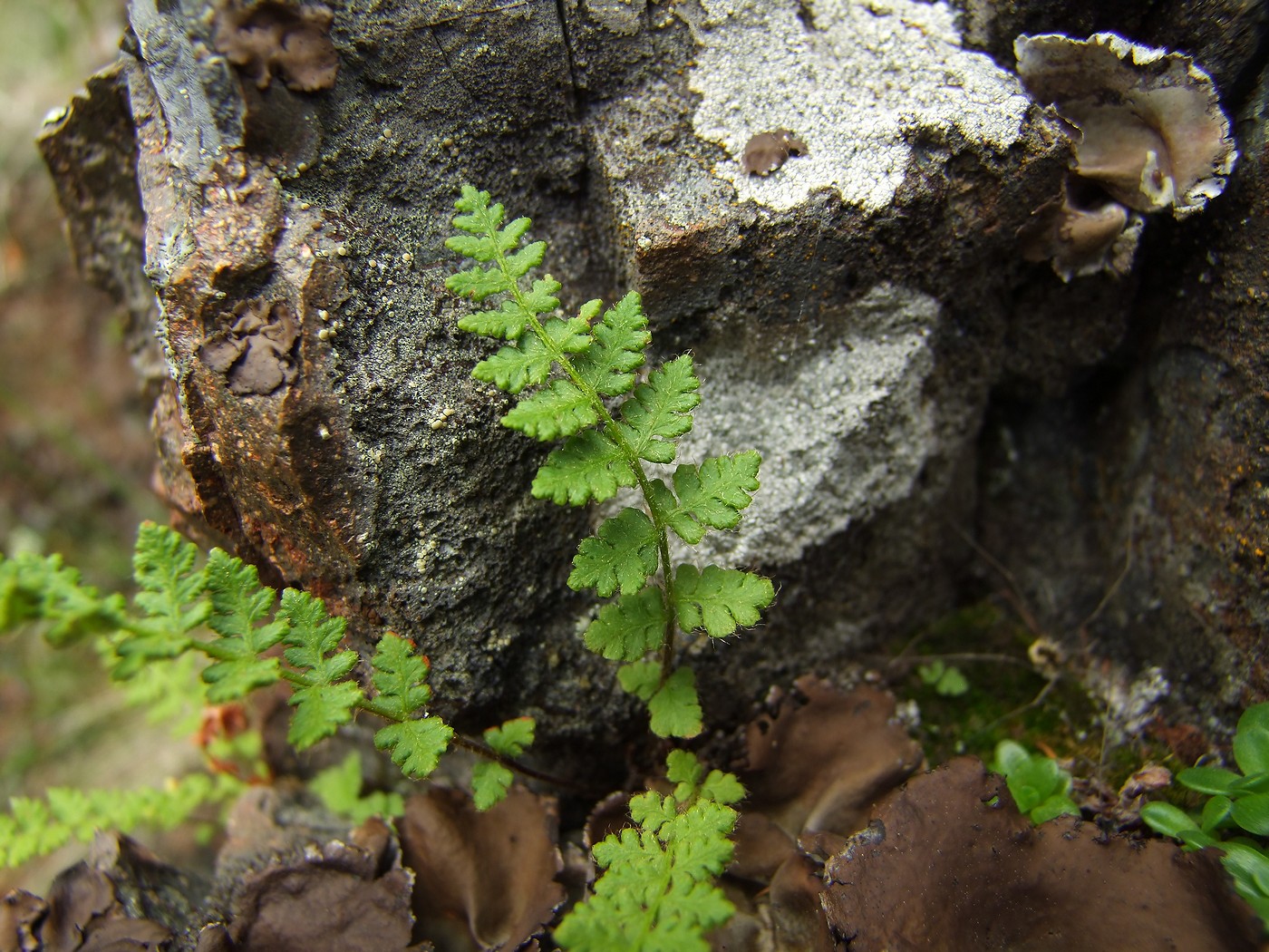 Image of Woodsia ilvensis specimen.