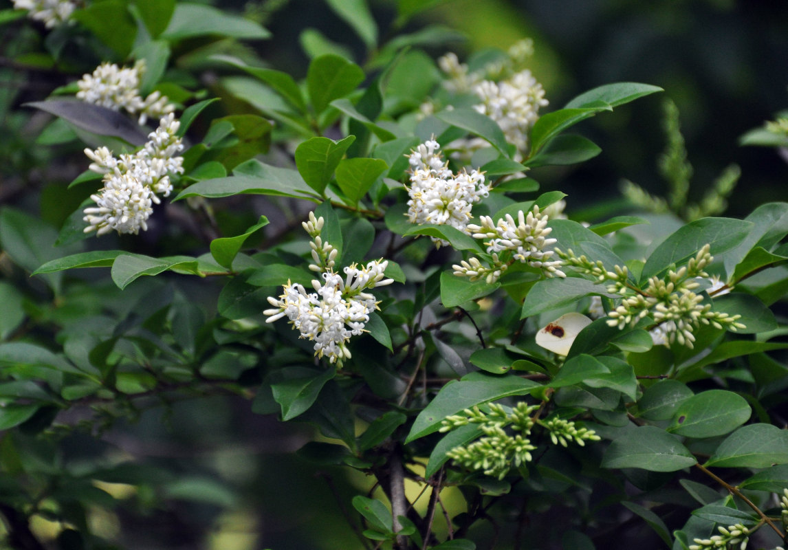 Image of Ligustrum vulgare specimen.