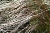 Stipa pennata