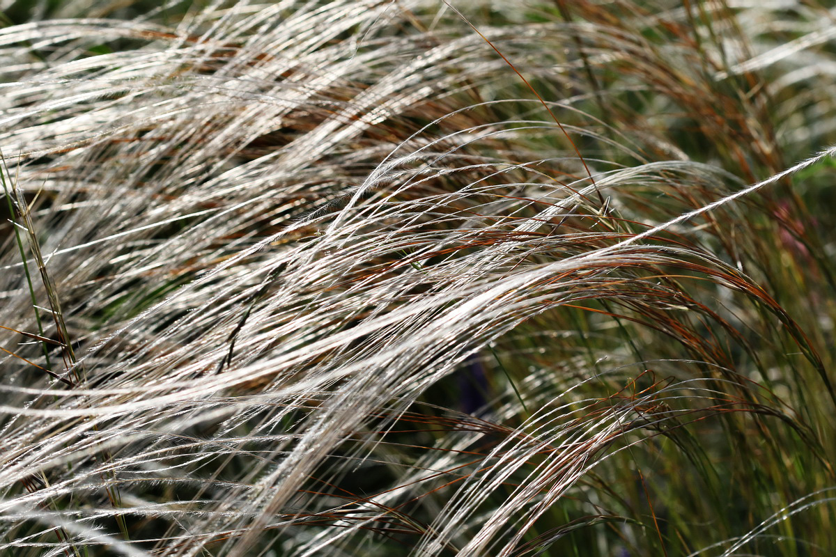 Image of Stipa pennata specimen.